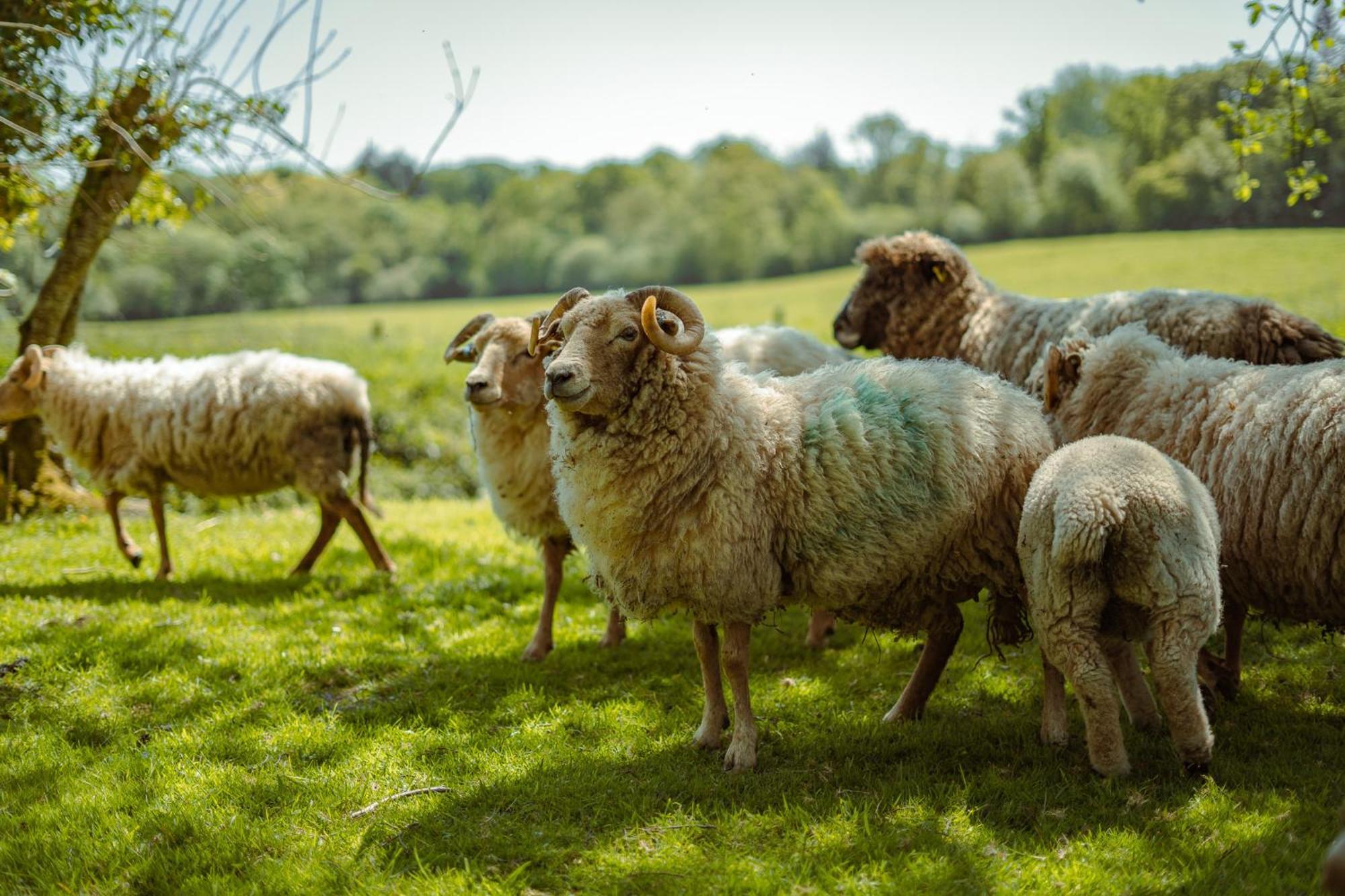 Hotel Somerset Shepherds Huts Winsham Zewnętrze zdjęcie