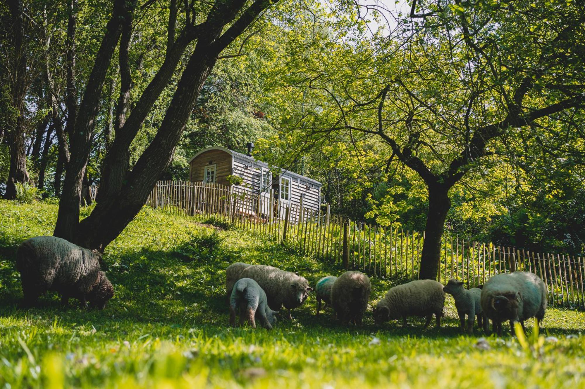 Hotel Somerset Shepherds Huts Winsham Zewnętrze zdjęcie